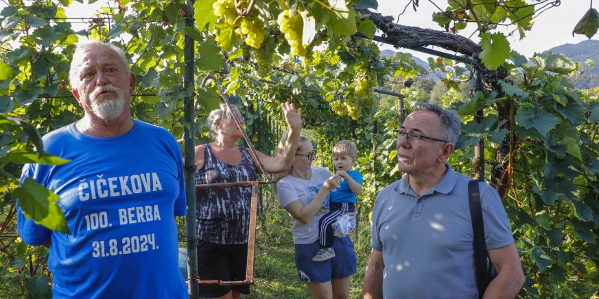 U VINOGRADU U KLJUČICAMA Stota berba u gorici Ivana Čičeka!