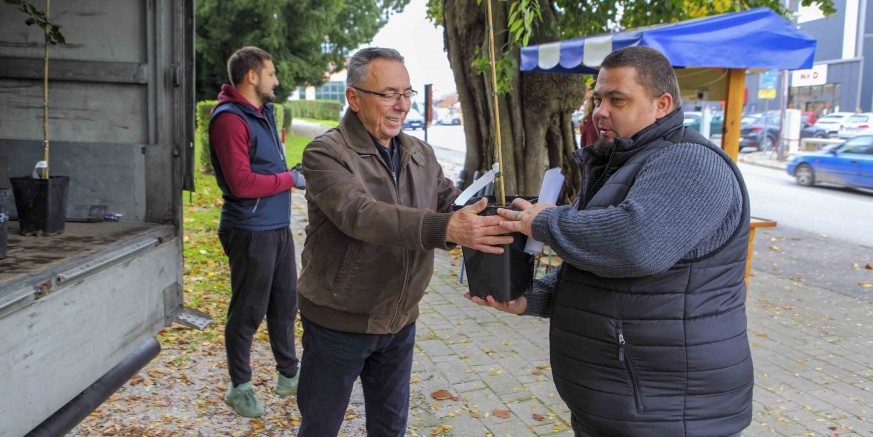 IVANEČKA LIPA Grad Ivanec građanima darovao novih 150 mladih kloniranih lipa, dosad ih je podijeljeno ukupno 720