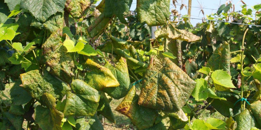 POZIV VLASNICIMA VINOGRADA Prijavite Gradu svoje zapuštene ili zaražene vinograde; resorno ministarstvo najavilo mogućnost sufinanciranja njihova krčenja