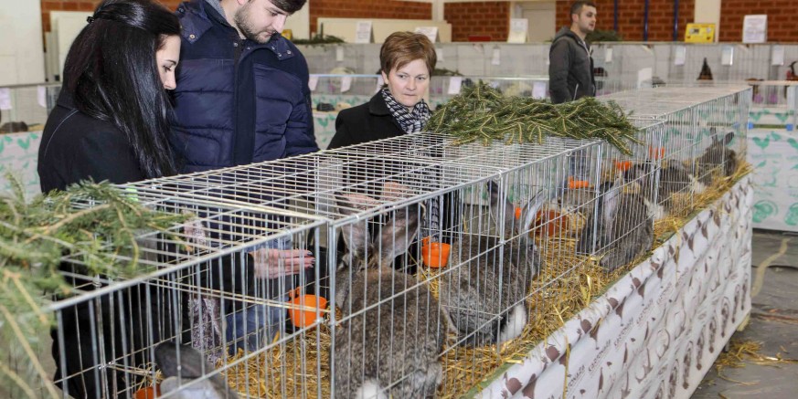 U subotu i nedjelju, 6. i 7. siječnja, izložba malih životinja u sportskoj dvorani OŠ Ivanec