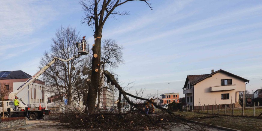 Iz sigurnosnih razloga uklonjena bolesna stabla hrasta i američkog javora na raskrižju Gajeve i Kumičićeve ulice