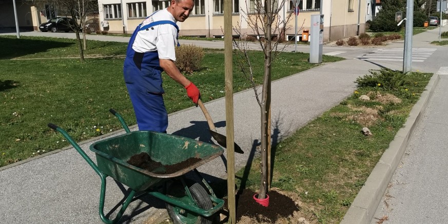 in130 drvoredi4 (2).jpg