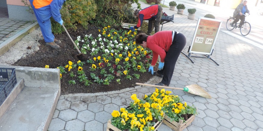 Javne gradske površine ukrašavaju se sa 6000 maćuhica i 1000 tulipana