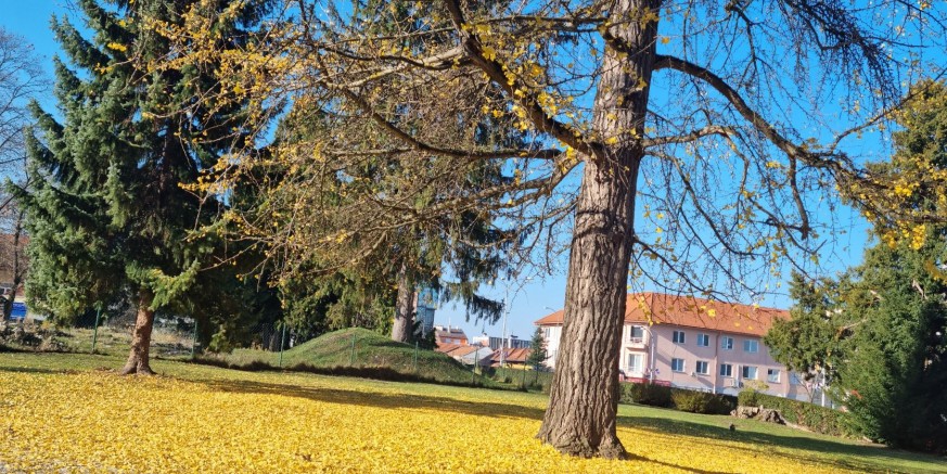 RARITETNI UKRAS IVANEČKOG PARKA Zlatni sag ispod stabla ginka bilobe