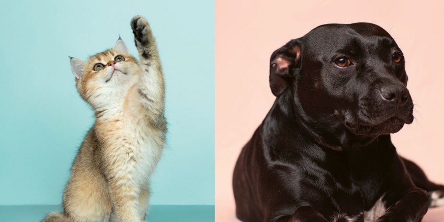 Grad Ivanec i ove godine u kampanji „Psi i mačke su odgovornost svih nas“